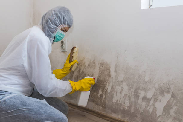 Mold Removal Process in Meyersdale, PA