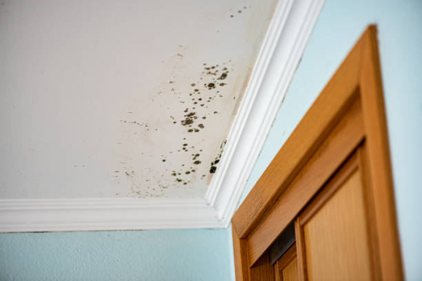 Crawl Space Mold Removal in Meyersdale, PA