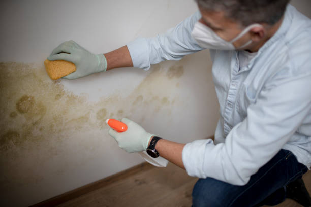 Best Water Damage Restoration  in Meyersdale, PA