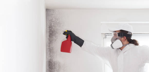 Best Mold Removal Company Near Me  in Meyersdale, PA