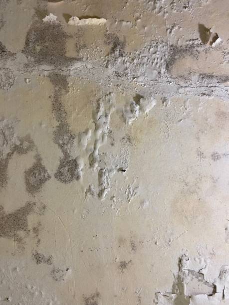 Best Same-Day Mold Removal  in Meyersdale, PA
