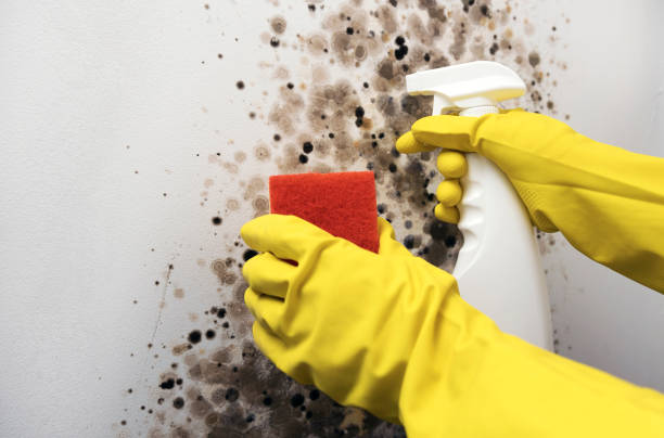 Best Mold Removal Process  in Meyersdale, PA