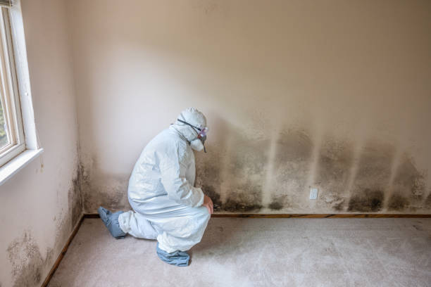 Best Affordable Mold Removal  in Meyersdale, PA