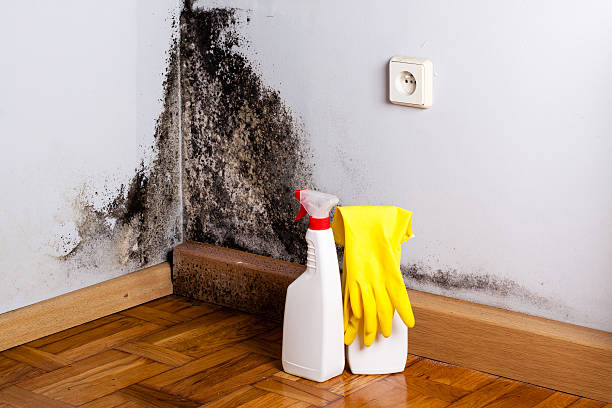 Best Commercial Mold Removal  in Meyersdale, PA
