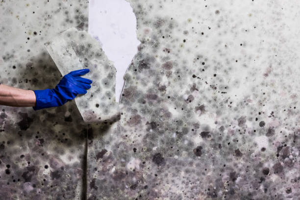 Reliable Meyersdale, PA Mold Removal Solutions
